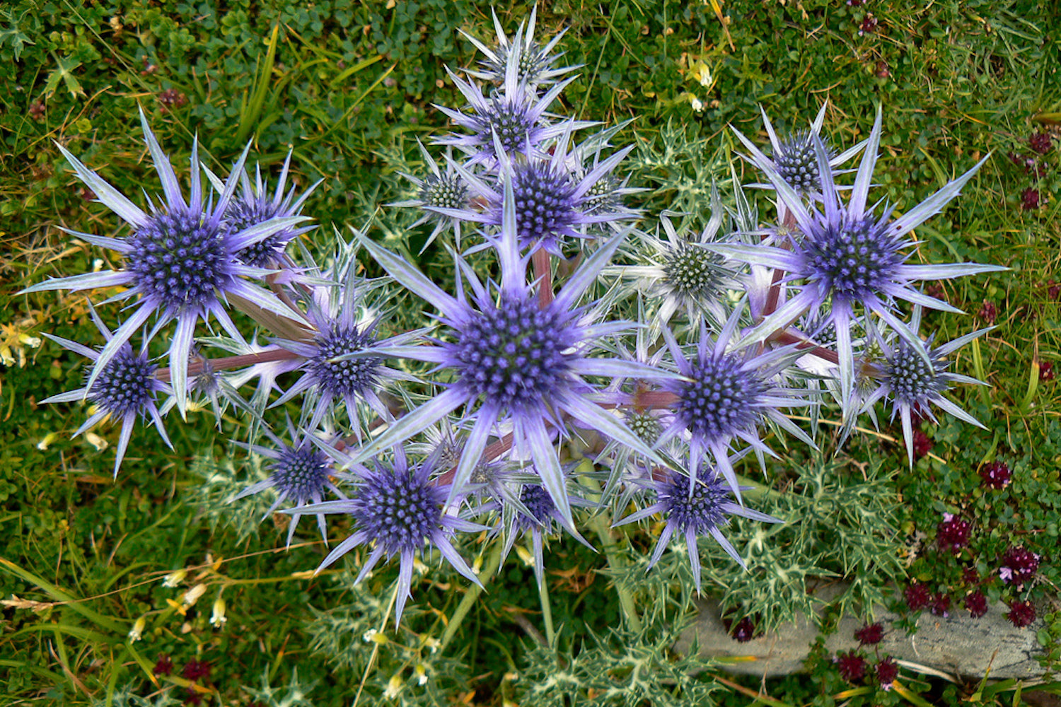 Eryngium Bourgatii Picos Blue Ballyrobert Gardens Eryngium Bourgatii Picos Blue Ballyrobert Gardens