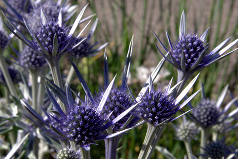 Eryngium bourgatii 'Picos Blue'