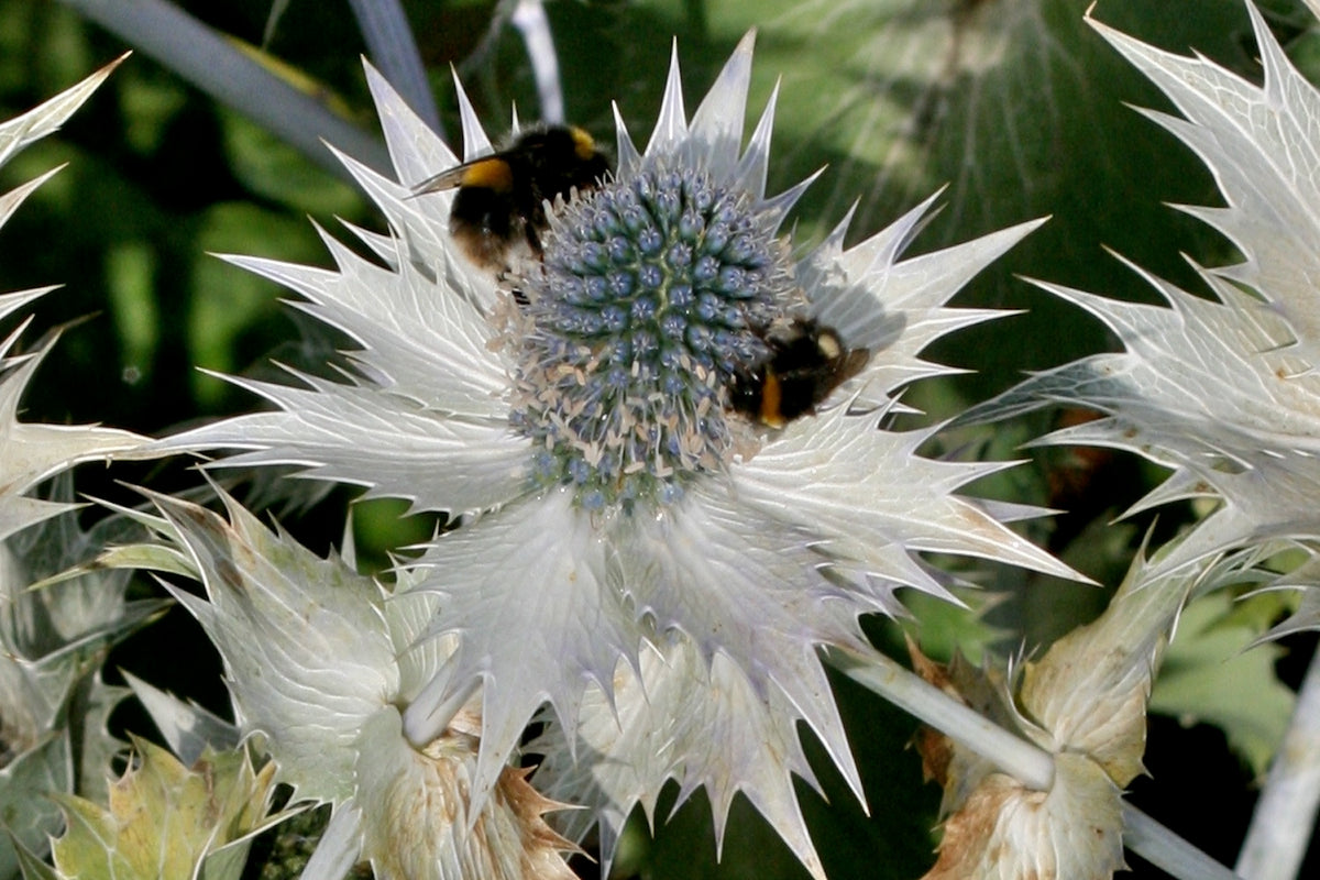 Eryngium giganteum 'Silver Ghost' Ballyrobert Gardens