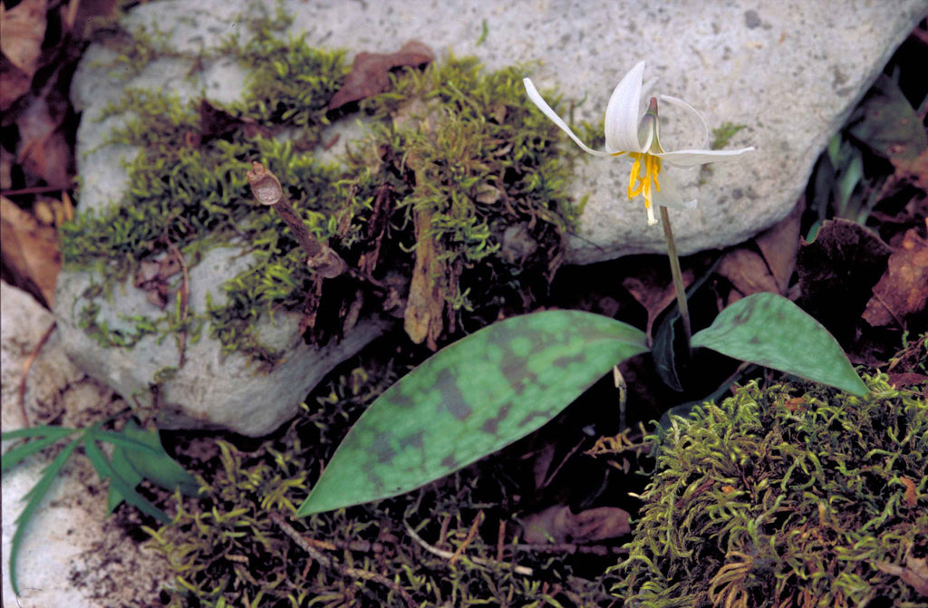 Erythronium albidum Ballyrobert Gardens
