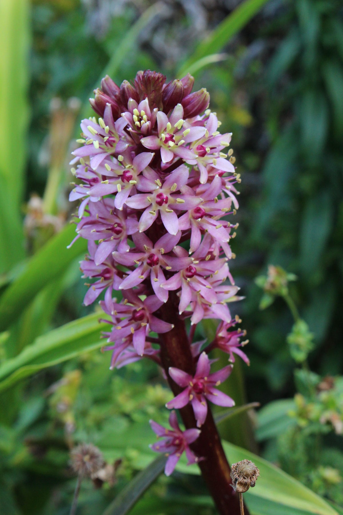 Eucomis comosa 'Sparkling Burgundy' – Ballyrobert Gardens