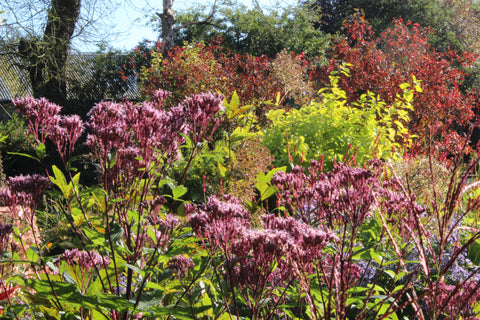 Eupatorium dubium 'Baby Joe'