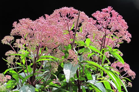 Eupatorium maculatum (Atropurpureum Group) 'Riesenschirm'