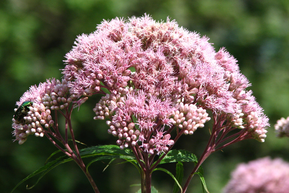 Eupatorium Eupatorium maculatum (Atropurpureum Group) – Ballyrobert Gardens