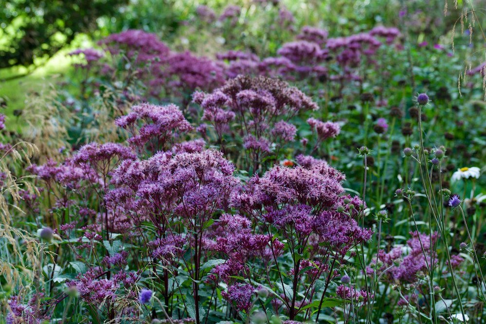 Eupatorium maculatum (Atropurpureum Group) 'Purple Bush' Ballyrobert