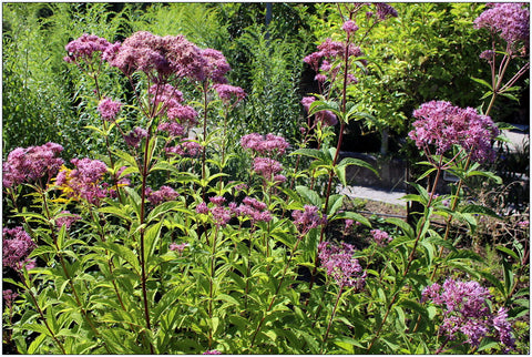 Eupatorium purpureum