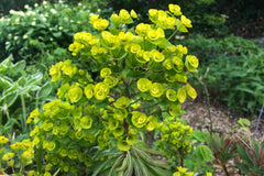 Euphorbia Redwing = 'Charam'