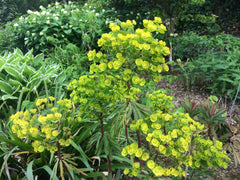 Euphorbia Redwing = 'Charam'