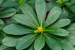 Euphorbia amygdaloides var. robbiae 