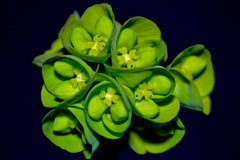 Euphorbia amygdaloides var. robbiae 