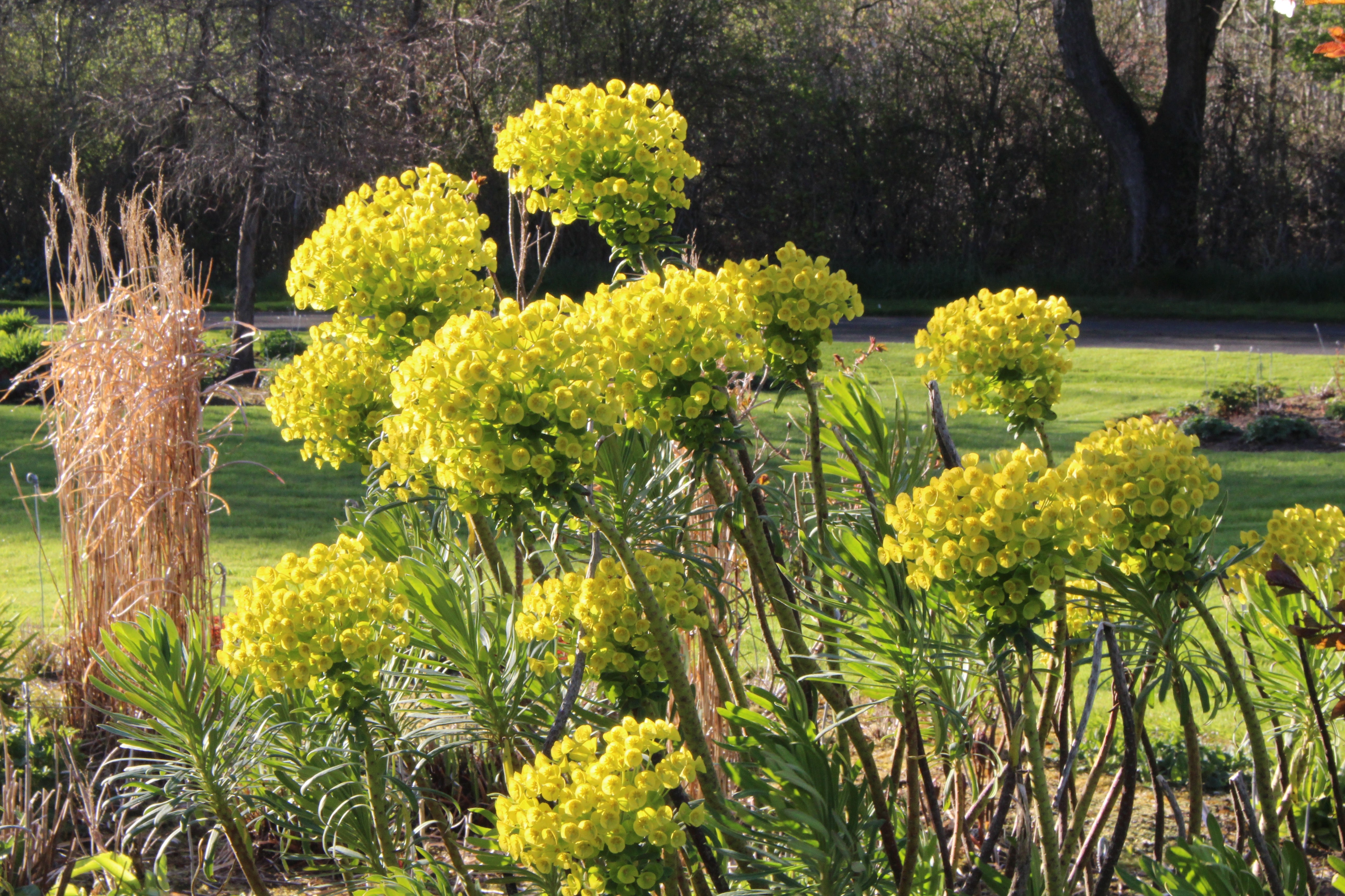 Euphorbia Kerzenleuchterblume