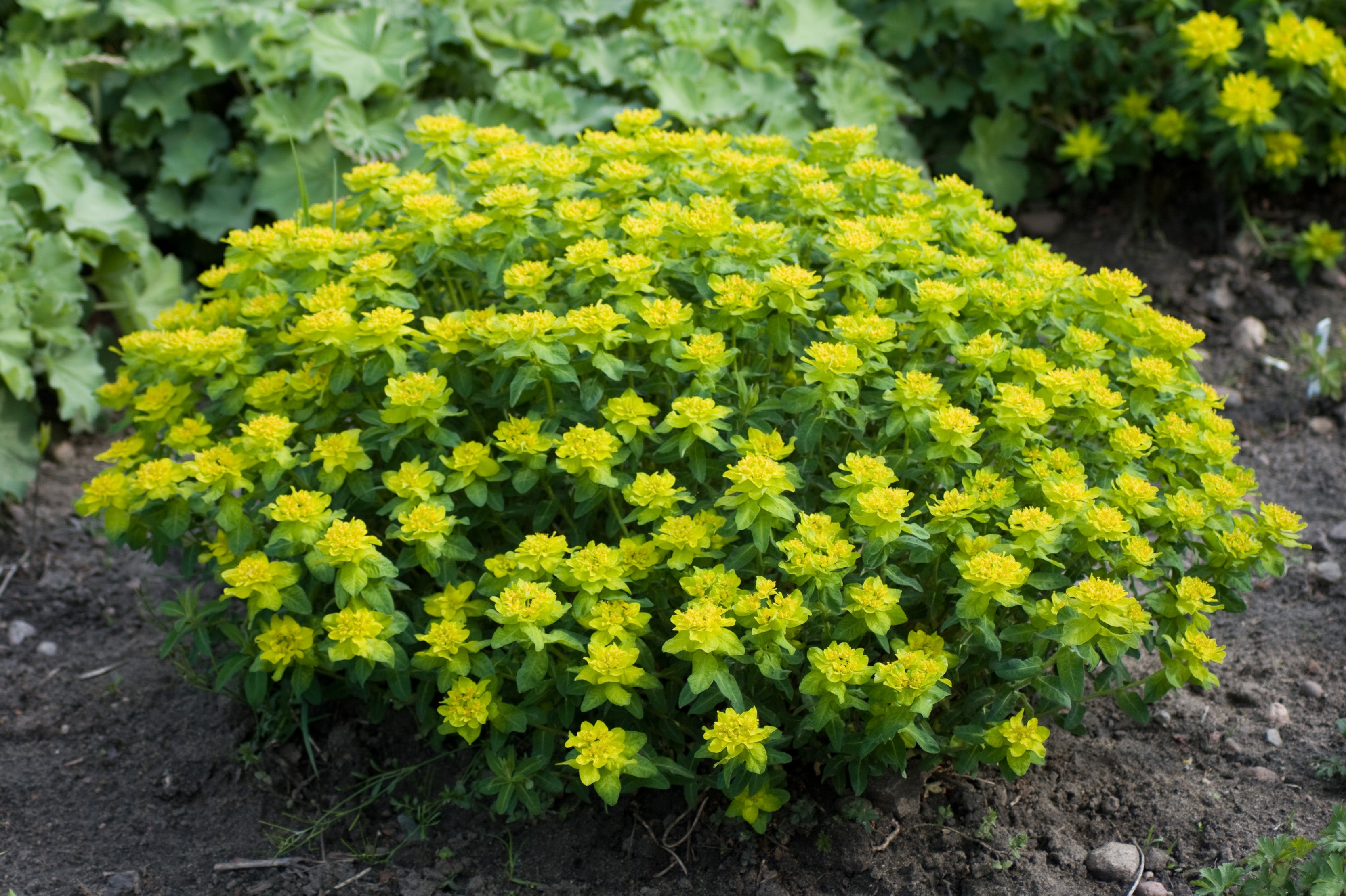 Euphorbia Epithymoides Ballyrobert Gardens euphorbia-epithymoides-ballyrobert-gardens
