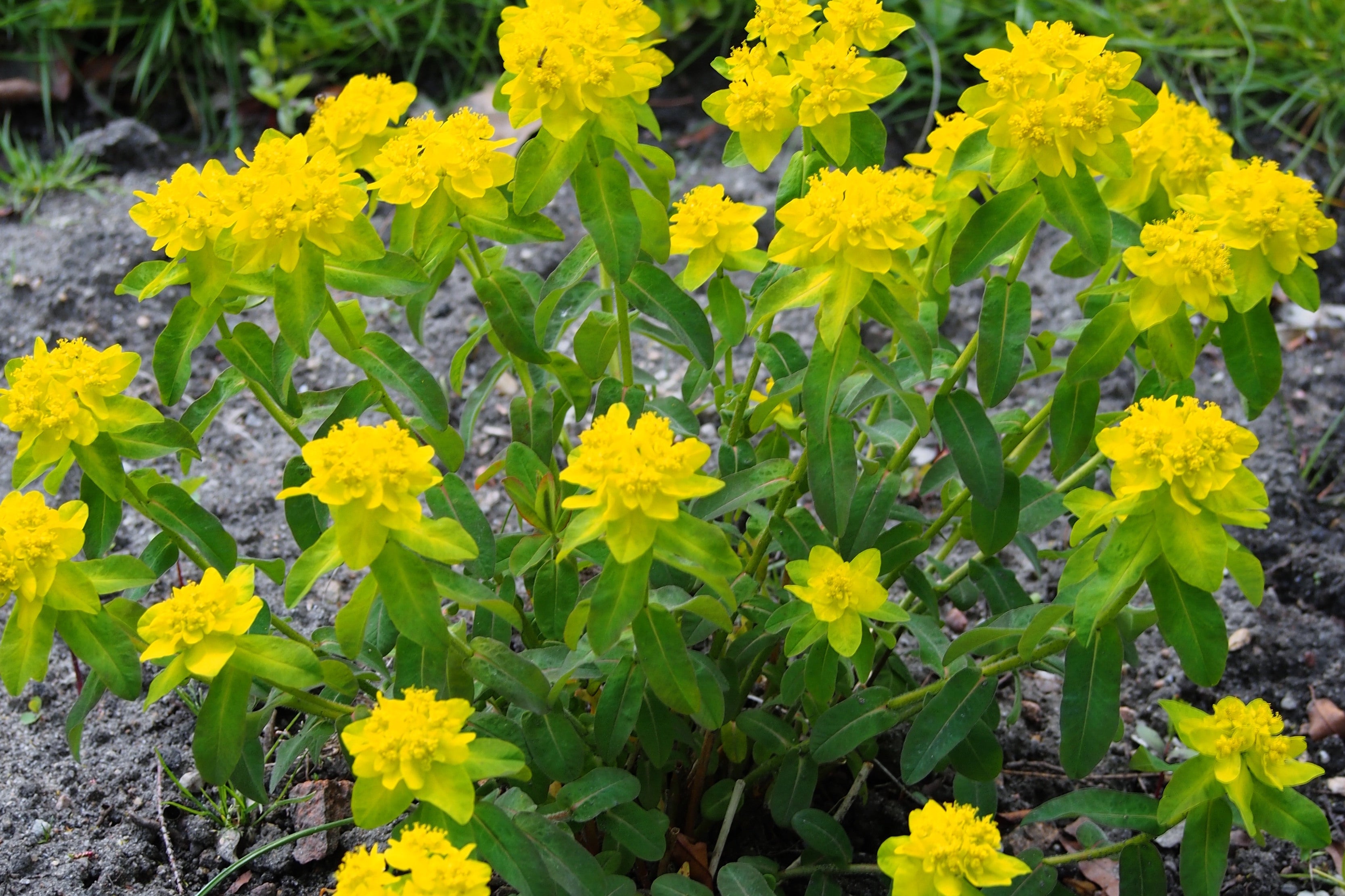 euphorbia-epithymoides-ballyrobert-gardens