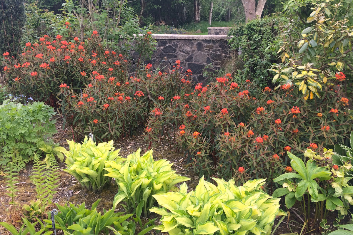 Euphorbia griffithii 'Fireglow' – Ballyrobert Gardens