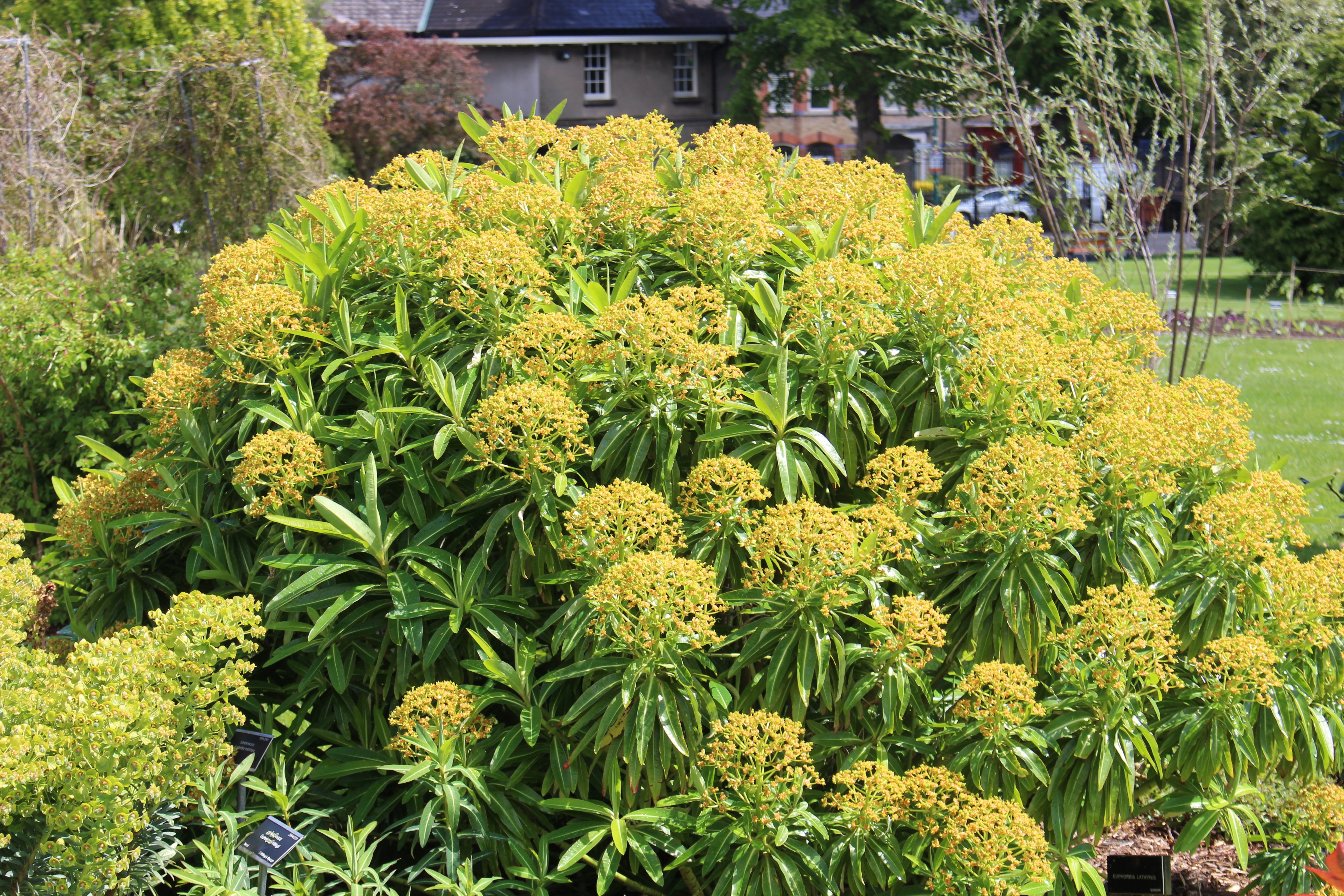 Euphorbia mellifera Ballyrobert Gardens