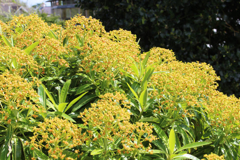 Euphorbia mellifera