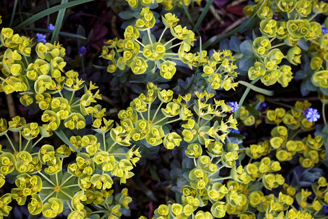 Euphorbia myrsinites