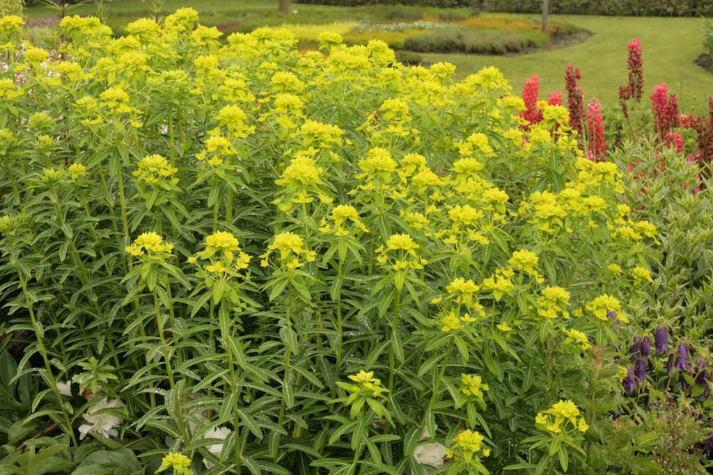 Euphorbia Tuberosa Rara &ndash; Pianta Grassa Da Collezione &ndash; Vaso Random