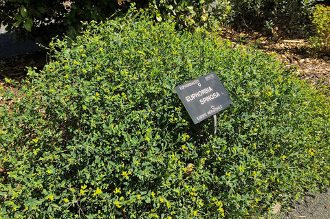 Euphorbia spinosa