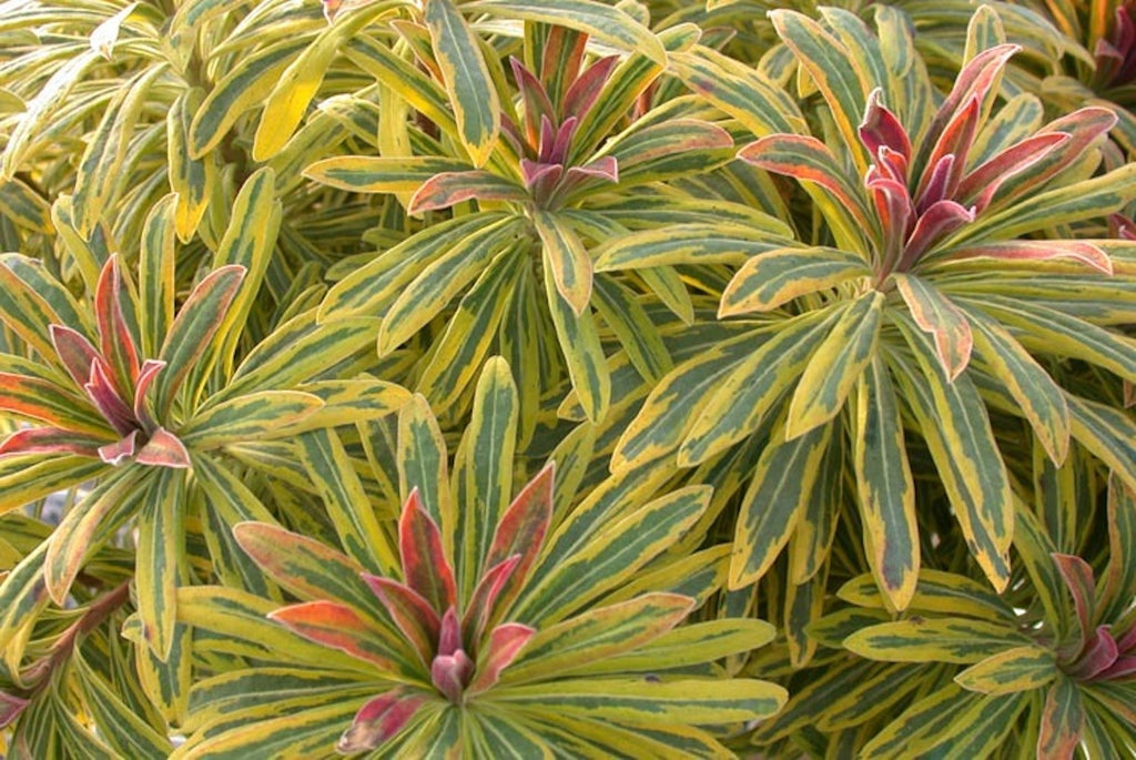 Euphorbia x martini 'Ascot Rainbow' (v) Ballyrobert Gardens