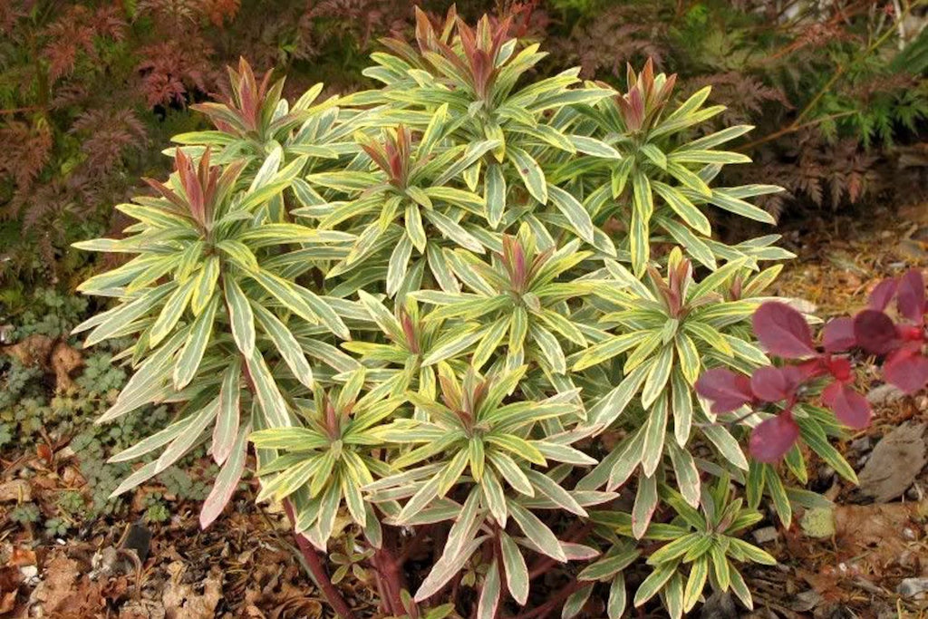 Euphorbia x martini 'Ascot Rainbow' (v) Ballyrobert Gardens