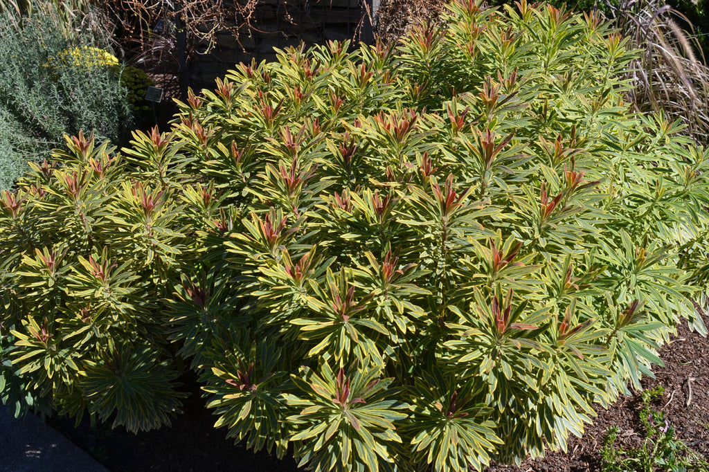 Euphorbia x martini 'Ascot Rainbow' (v) Ballyrobert Gardens