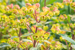Euphorbia x martini 'Ascot Rainbow' (v)