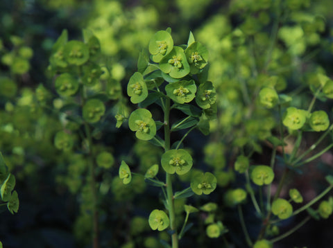 Euphorbia amygdaloides var. robbiae 