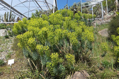 Euphorbia characias subsp. characias