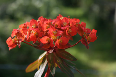 Euphorbia griffithii 'Dixter'