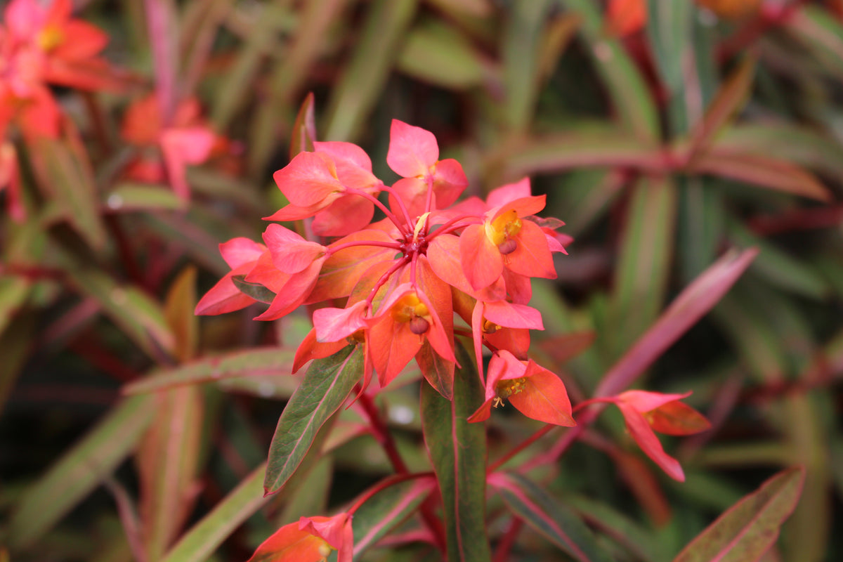 Euphorbia griffithii 'Dixter' – Ballyrobert Gardens