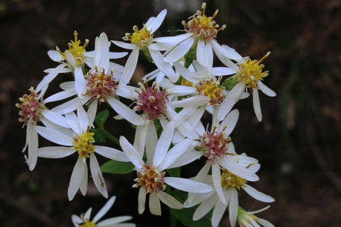 Eurybia divaricata
