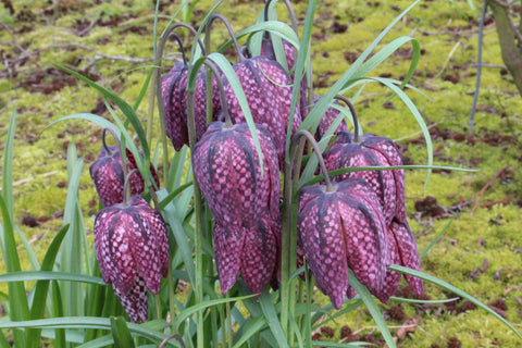 Fritillaria meleagris