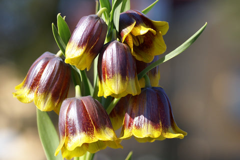 Fritillaria michailovskyi