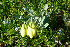 Fritillaria pallidiflora