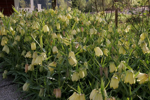 Fritillaria pallidiflora