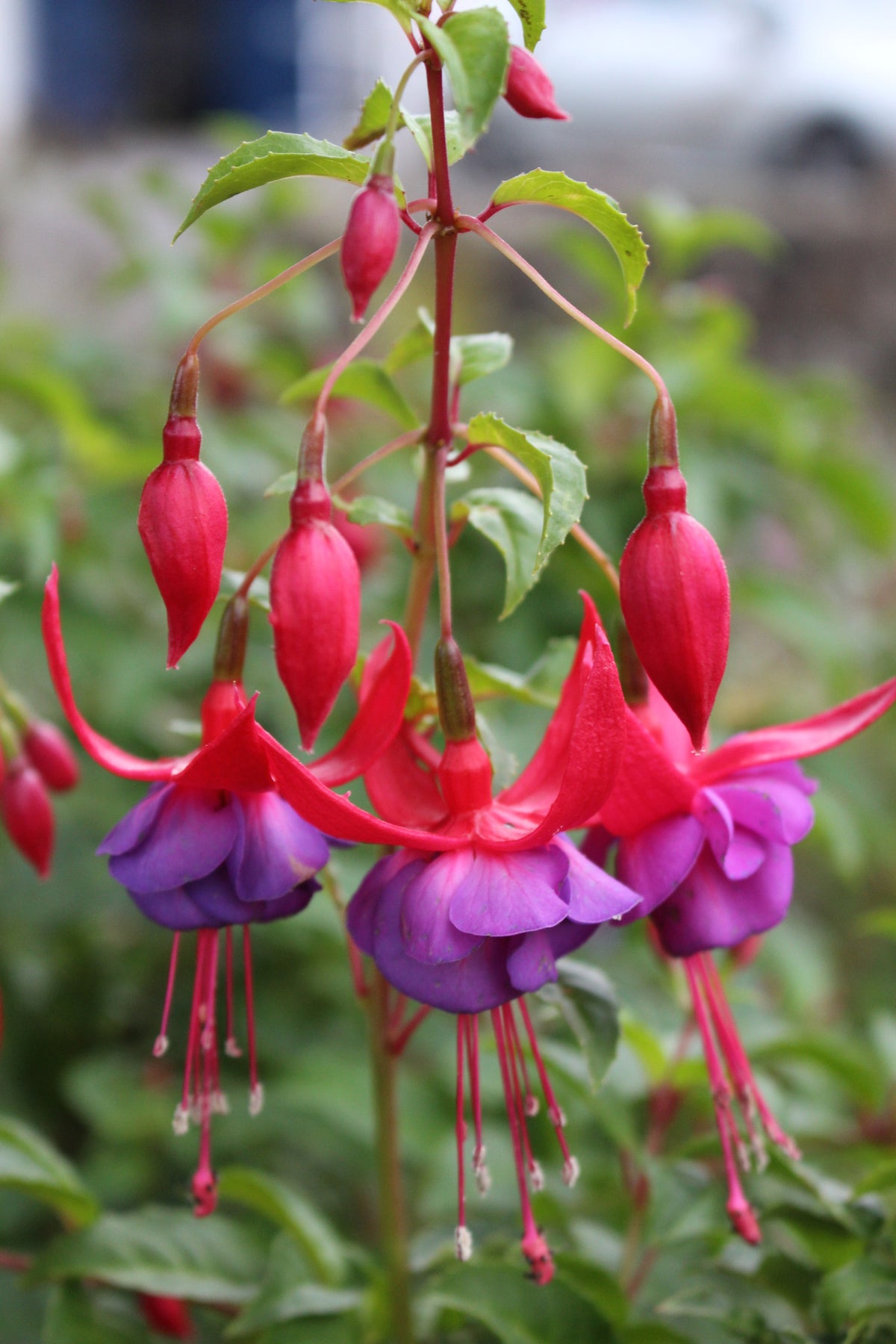 Fuchsia 'Army Nurse' – Ballyrobert Gardens