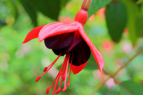Fuchsia 'Lady Boothby'