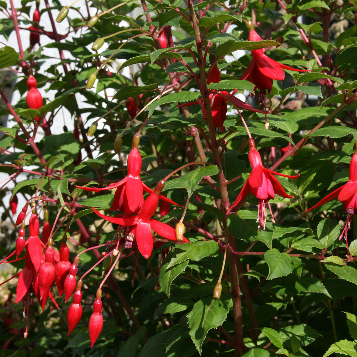 Fuchsia 'Rufus' – Ballyrobert Gardens