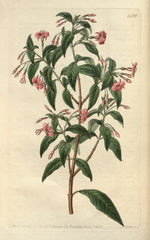 Fuchsia x bacillaris (E)