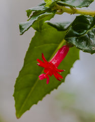 Fuchsia x bacillaris (E)