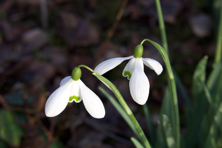 Galanthus 'Ginns' – Ballyrobert Gardens