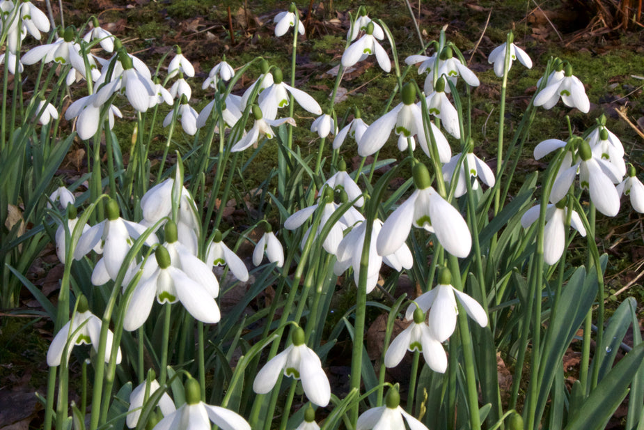 Galanthus 'Ginns' – Ballyrobert Gardens