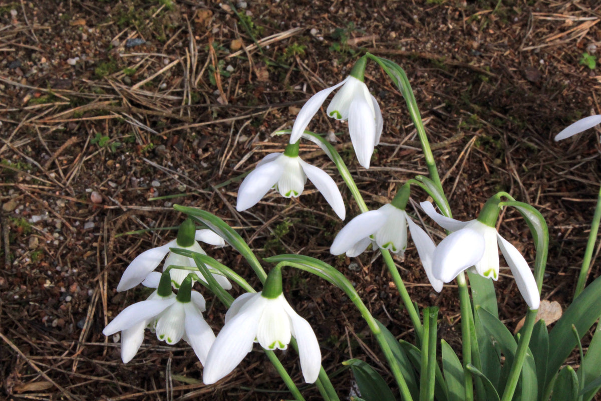 Galanthus 'Lady Beatrix Stanley' (d) – Ballyrobert Gardens