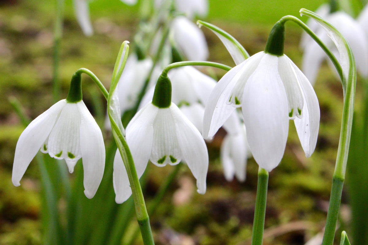 Galanthus 'Lady Beatrix Stanley' (d) – Ballyrobert Gardens