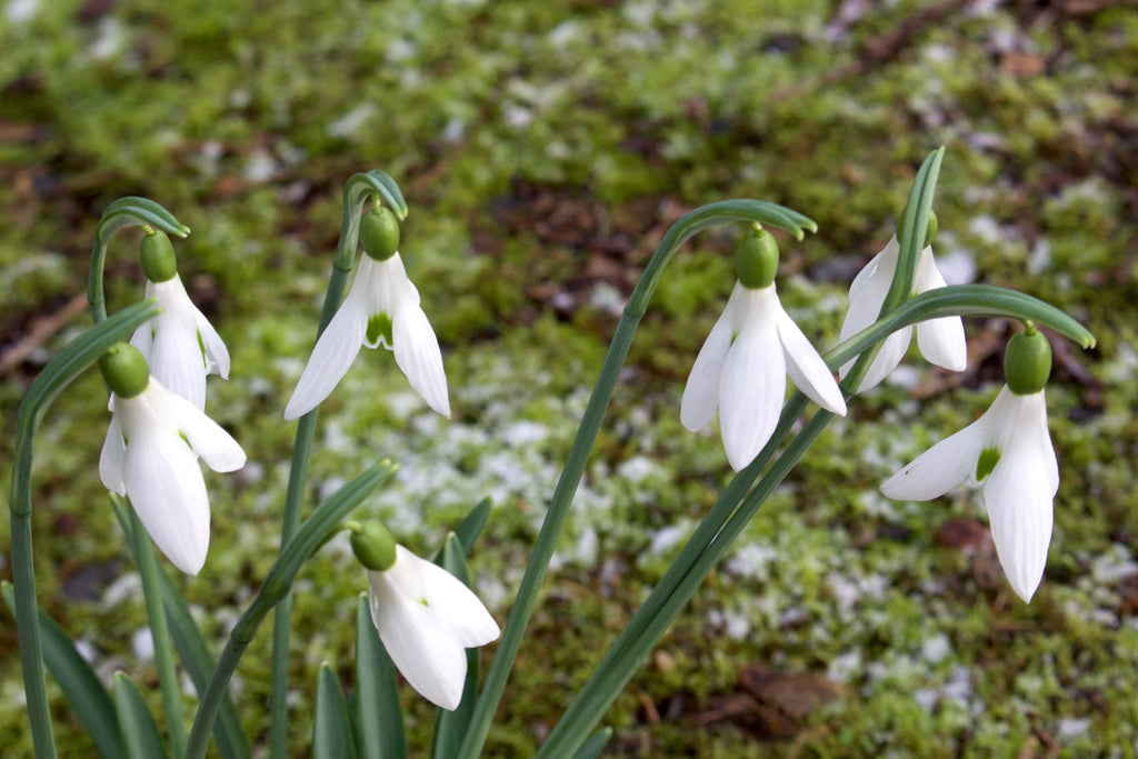 Galanthus 'Limetree' Ballyrobert Gardens