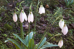 Galanthus 'The Pearl'