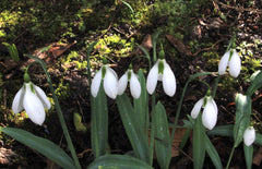 Galanthus 'The Pearl'