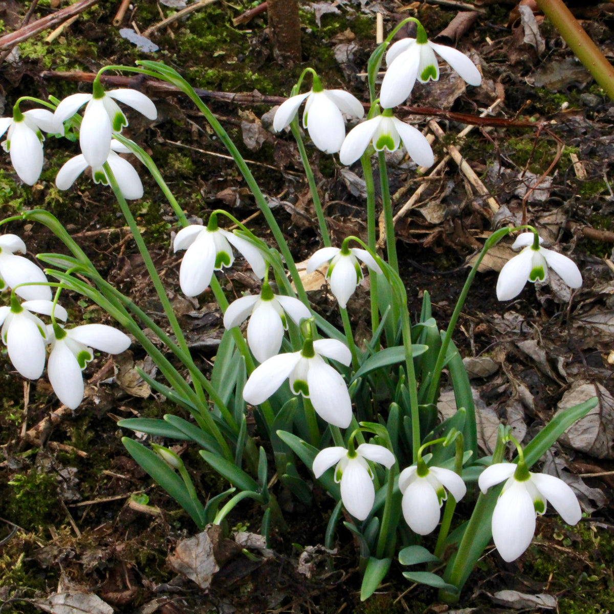 Galanthus 'White Swan' Ballard (d) Ballyrobert Gardens