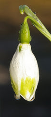 Galanthus elwesii 'Green Brush'